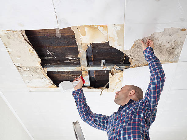 Why You Should Choose Our Mold Remediation Services in Heath, TX